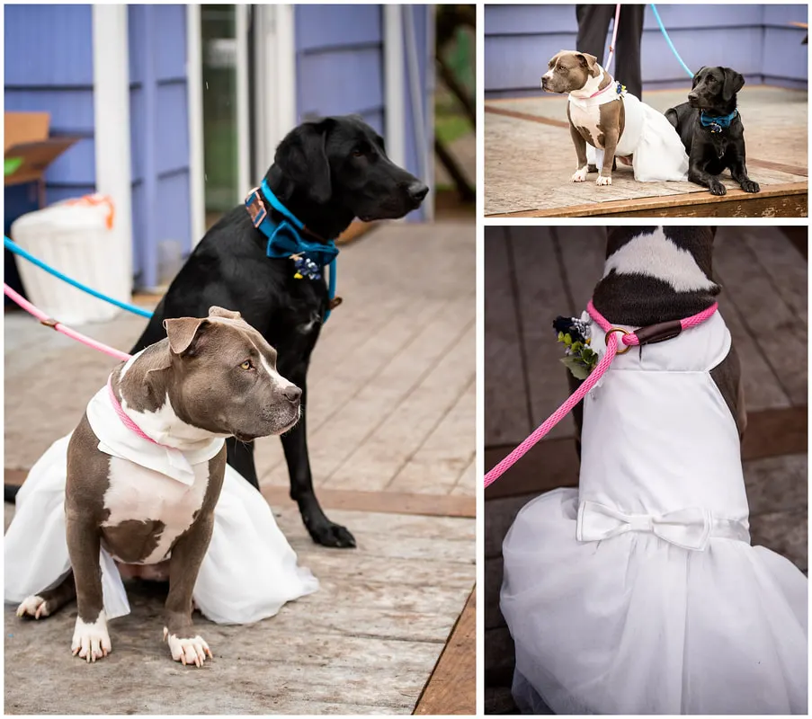 Wedding and elopement photography in Eugene, Oregon
