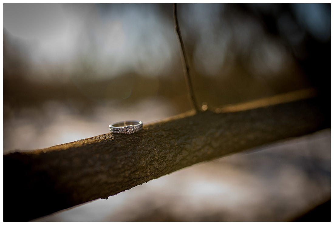 Engagement ring on branch at Dorris Ranch.